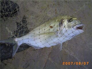 Sparus aurata называют морским карасем, по-испански это dorada
