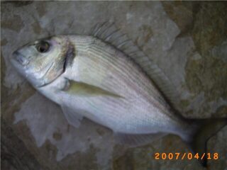 Sparus aurata называют морским карасем, по-испански это dorada