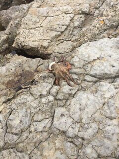 Дорадо прикармливал под водой, а местные ловят хищника на донку