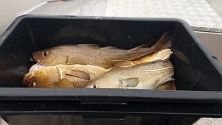 Весенняя морская рыбалка в Норвегии, у Гриллефьорда на Сенье: треска на пилькер и палтус