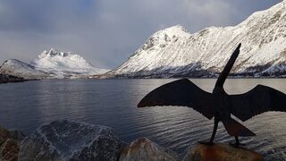 Весенняя морская рыбалка в Норвегии, у Гриллефьорда на Сенье: треска на пилькер и палтус