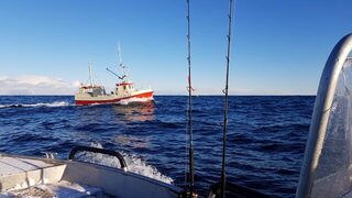Весенняя морская рыбалка в Норвегии, у Гриллефьорда на Сенье: треска на пилькер и палтус