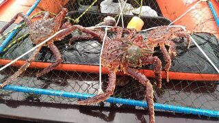 Камчатский краб под Киркинесом и обычная краболовка с мотней