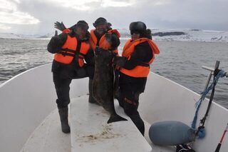 Норвегия, Репвог у Норд-Капа: морская рыбалка на глубине за треской, зубаткой и палтусом