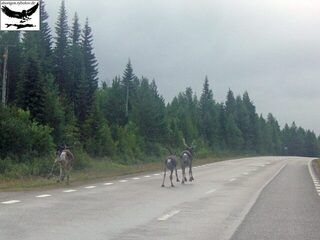 Швеция, заполярный хариус: прекрасная страна, замечательные люди и адреналин от сильной рыбы