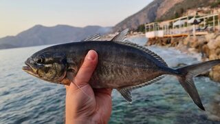 Несколько похожих рыб нашлись, но определить эту так и не получилось