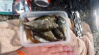 Копченая курица утром принесла в основном колючую ядовитку