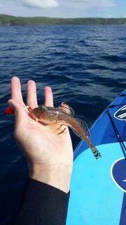 Морские бычки и морская рыбалка: место лова - в заливе Петра Великого, это Японское море