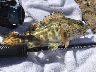 Египет, Красное море: рыбалка и авторский отчёт, в котором одна рыба попадалась чаще других