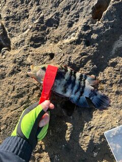 Хургада, Красное море: береговой спиннинг на рифе с приливом и разной морской рыбой в Египте