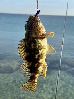 Хургада, Красное море: береговой спиннинг на рифе с приливом и разной морской рыбой в Египте