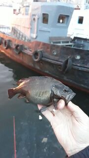 Владивосток, стритфишинг: бухта Золотого Рога как место лова, а рыба - окунь мебару, восточный морской
