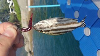 Полосатая рыбка на красном силиконе