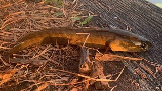В Таиланде переключился на змееголова с топвотерами и утренними выходами до 9 часов