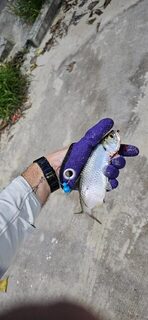 Канал к морю отзывается на каждый заброс со спиннингом до 7 г