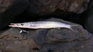 Касадака 2,7 и Shark 4000 ждут вылета, а люрекс должен добавить пилькеру силуэт