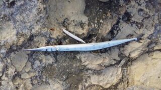 Сарган брал воблер не раз, но нередко багрился за что попало