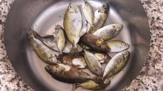 Турция, Анталийское побережье, Махмутлар: сокар пошёл