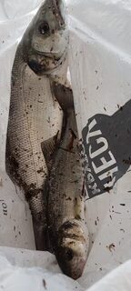 В январе на пляж возьму сапожки, надоело убегать от волн в кроссовках