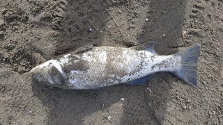 Аланья на побережье Анталии, Турция: прекрасная погода, спокойное море и улов на мясо