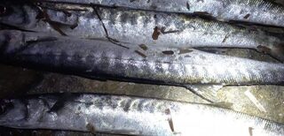 Утром попадаем на отлив, за высокой водой вышел вечером