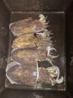 Каракат с панцирем и версия о рифовых кальмарах