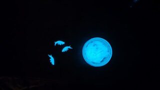 Хочу попробовать мормыша на отводном в темноте с леской около 0,24
