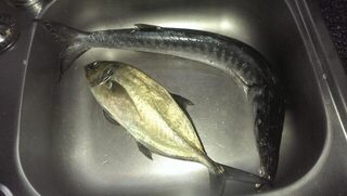 Не луфарь: рыба без чешуи сильно сопротивляется и кажется вкуснее барракуды