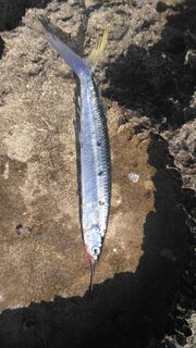 Мои на Кипре поймали монстрика, а пишут needlefish