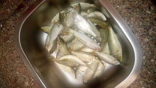 Египет, Хургада: морская ловля с лодки и берега на донку у кораллов в штиль