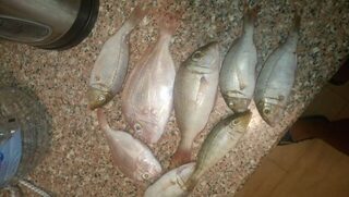 Египет, Хургада: морская ловля с лодки и берега на донку у кораллов в штиль