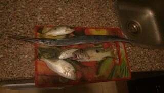 Египет, Хургада: морская ловля с лодки у кораллов и береговой ультралайт в мае-июне 2019