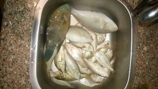 Египет, Хургада: морская ловля с лодки у кораллов и береговой ультралайт в мае-июне 2019