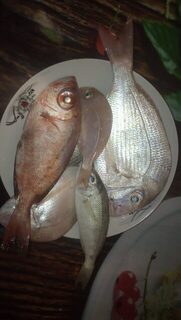 Египет, Хургада: морская ловля с лодки у кораллов и береговой ультралайт в мае-июне 2019