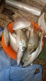 Египет, Хургада: морская ловля с лодки у кораллов и береговой ультралайт в мае-июне 2019