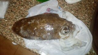 Египет, Хургада: морская ловля с лодки у кораллов и береговой ультралайт в мае-июне 2019