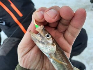 Сухое море, Белое море в Архангельской области: у него выезд, и махалки, по его словам, рулят