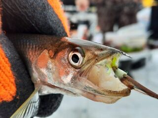 Сухое море, Белое море в Архангельской области: у него выезд, и махалки, по его словам, рулят