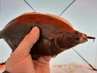 Опять Сухое море и опять махалки: Архангельская область, Белое море, Зимний берег и Летний