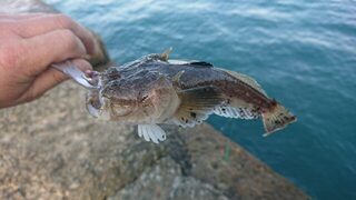 Ловля на Чёрном море: морской дракон, звездочёт и осторожность