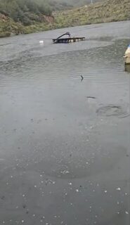 В каргиджатском пруду сазан взял наноджиг и разогнул крючок