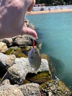 Ловля ставриды и скорпены на Чёрном море в Геленджике в купальный сезон с берега на джиг