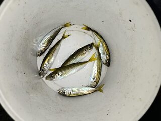 Вечерняя ловля на Чёрном море: на закате рыба попадалась крупнее