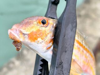 Новый Афон, Абхазия: ловля донных рыб с пирса на Чёрном море в холодной морской воде весной