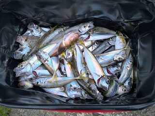 Новый Афон, Абхазия: ловля донных рыб с пирса на Чёрном море в холодной морской воде весной