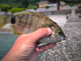 Новый Афон, Абхазия: ловля донных рыб с пирса на Чёрном море в холодной морской воде весной