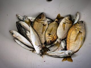 Новый Афон, Абхазия: ловля донных рыб с пирса на Чёрном море в холодной морской воде весной