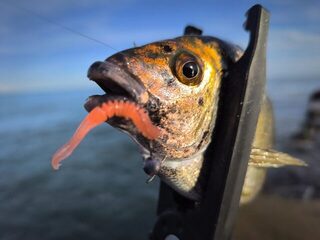 Новый Афон, Абхазия: ловля донных рыб с пирса на Чёрном море в холодной морской воде весной