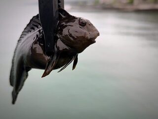 Новый Афон, Абхазия: ловля донных рыб с пирса на Чёрном море в холодной морской воде весной