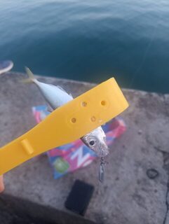 Чёрное море, пилькеры со ставкой на закате: вчера сорок четыре штуки, а старые уловы пожарили сегодня